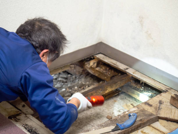 Best Commercial Mold Remediation in Wheeling, IL