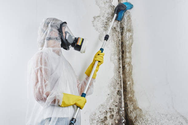 Best Residential Mold Remediation in Wheeling, IL