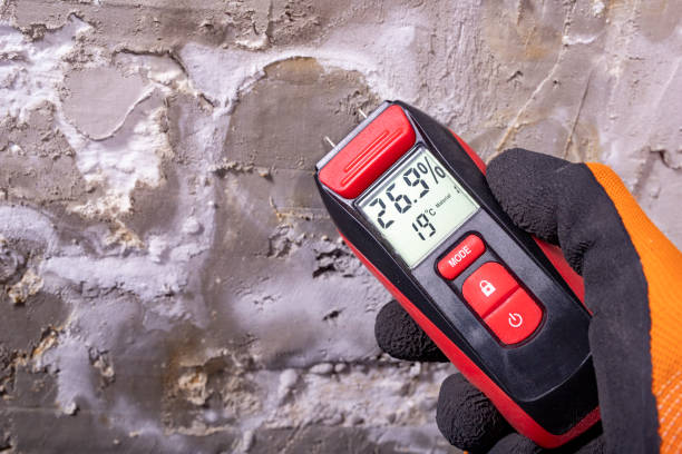 Best Black Mold Remediation in Wheeling, IL