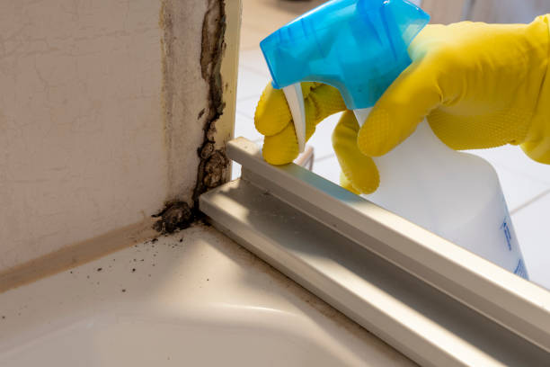 Best Post-Flood Mold Remediation in Wheeling, IL