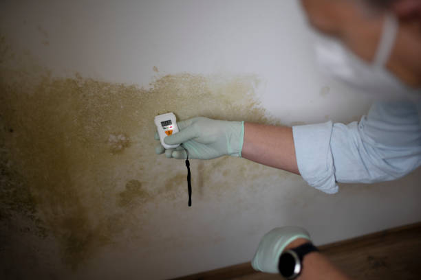Best Crawl Space Mold Remediation in Wheeling, IL