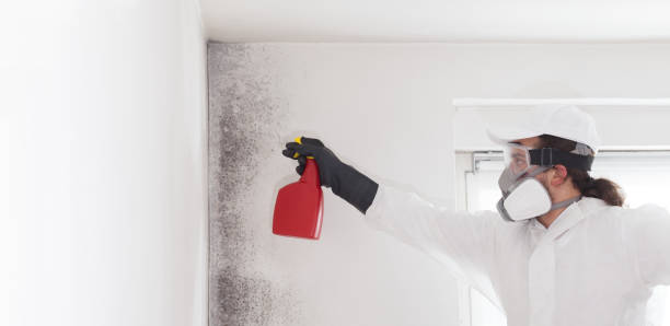 Best Bathroom Mold Remediation in Wheeling, IL