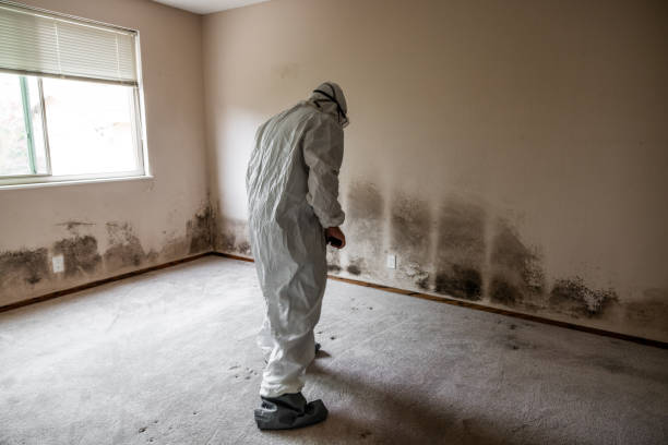 Best DIY Mold Remediation Support Services in Wheeling, IL