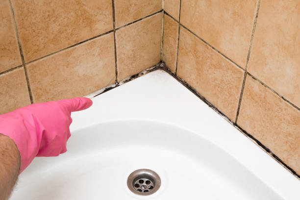 Best Basement Mold Remediation in Wheeling, IL
